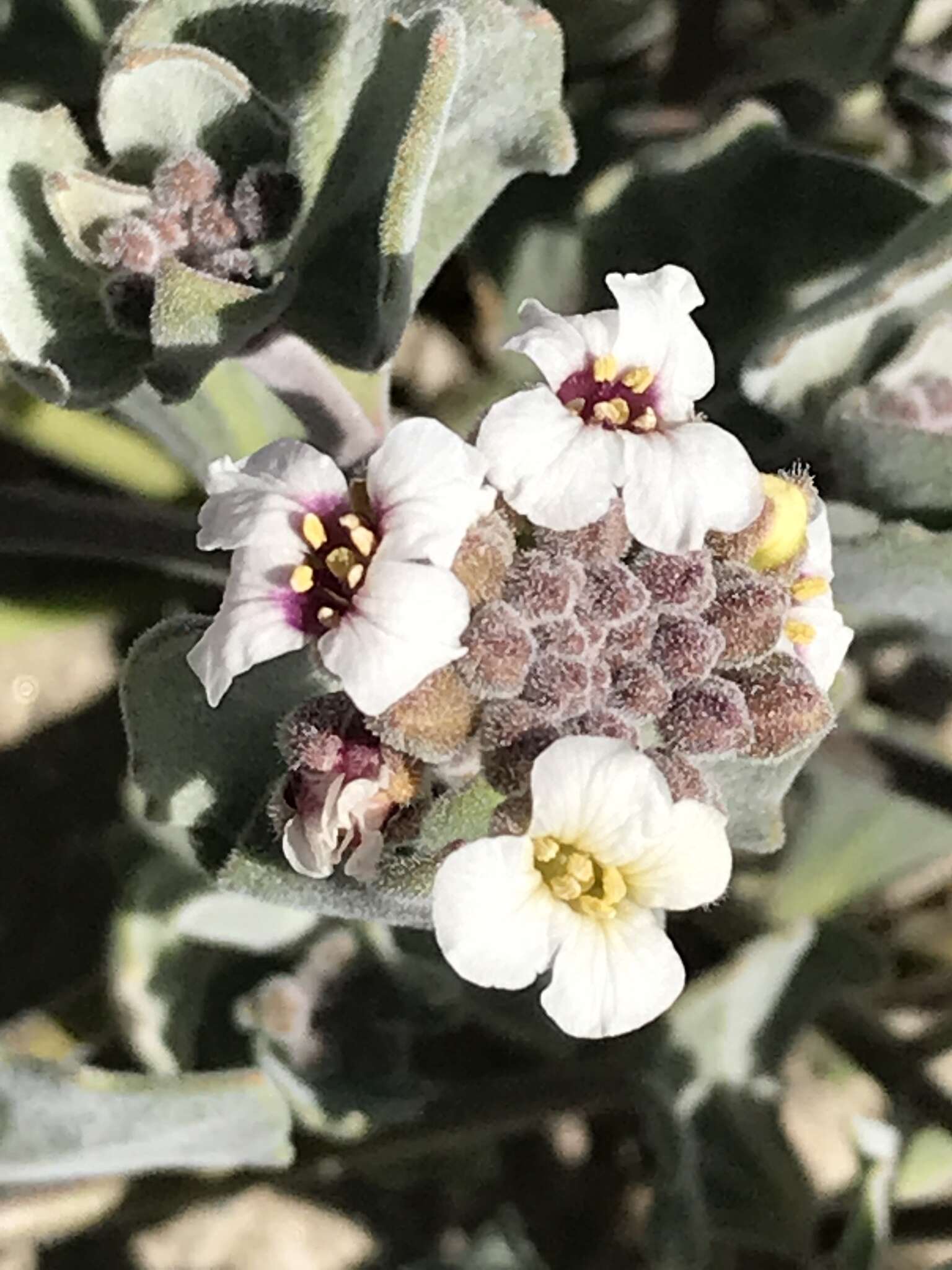 Слика од Christolea crassifolia Cambess.