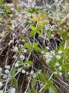 Imagem de Galium multiflorum Kellogg