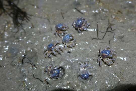 Image of dark blue soldier crab