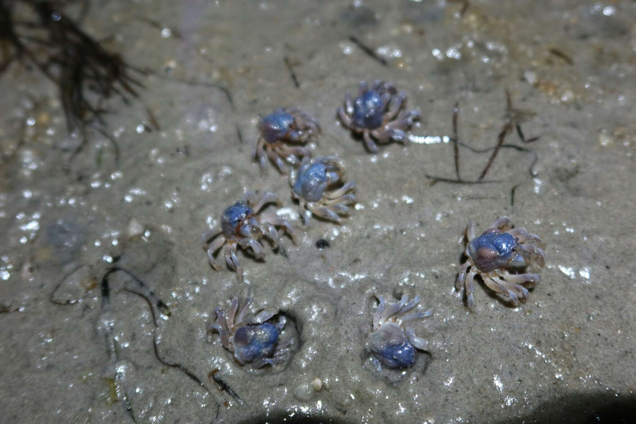 Image of dark blue soldier crab