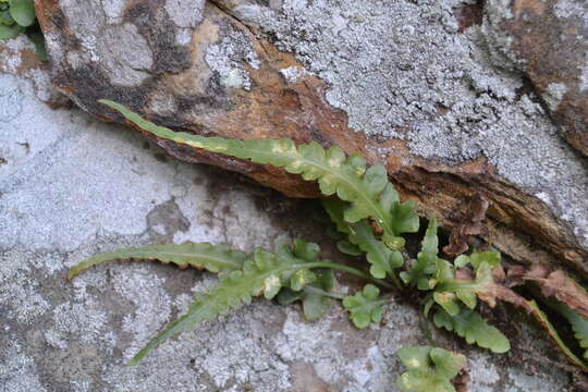 Image de Asplenium pinnatifidum Nutt.