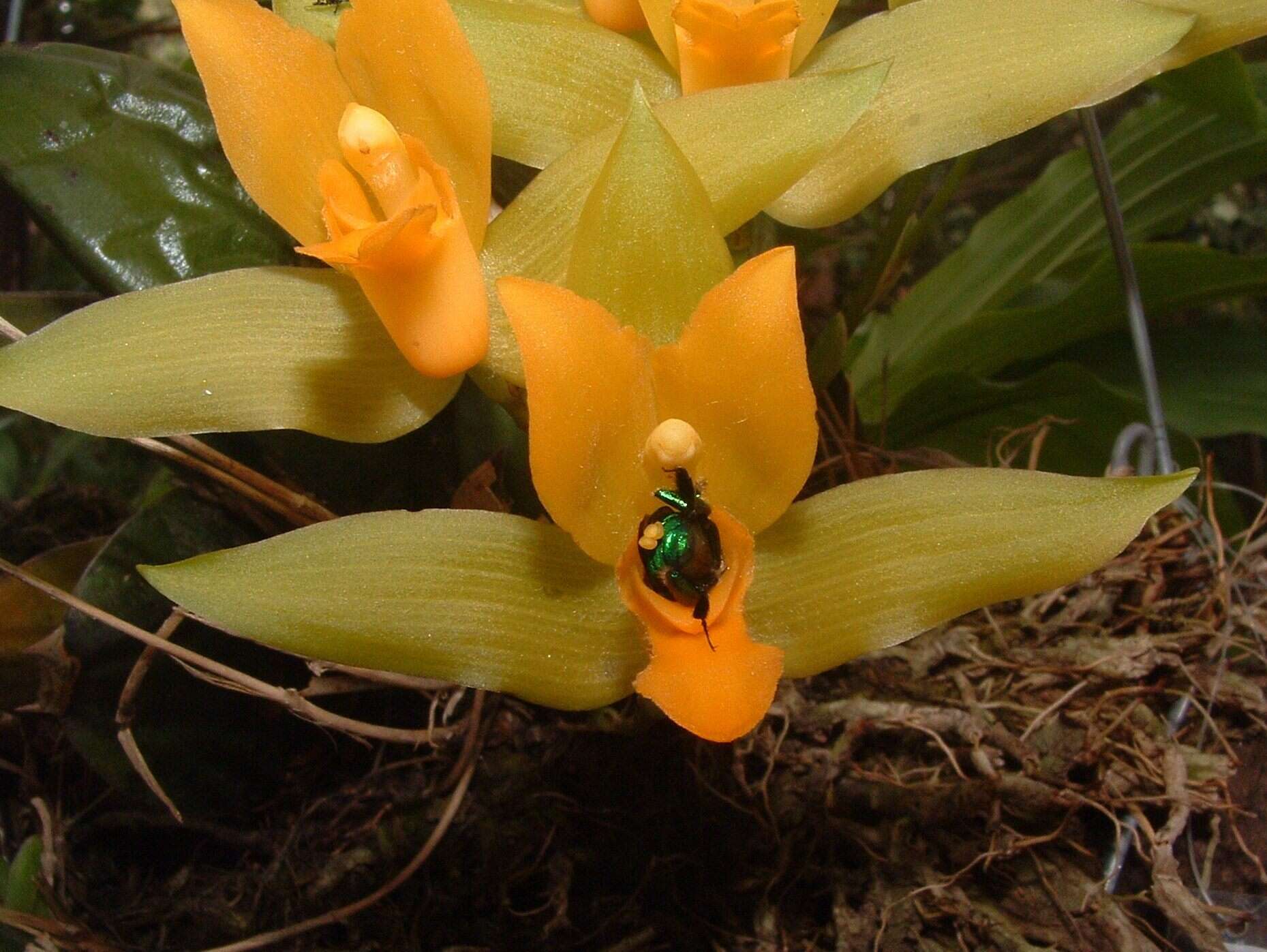 Image of Sweet scented Lycaste