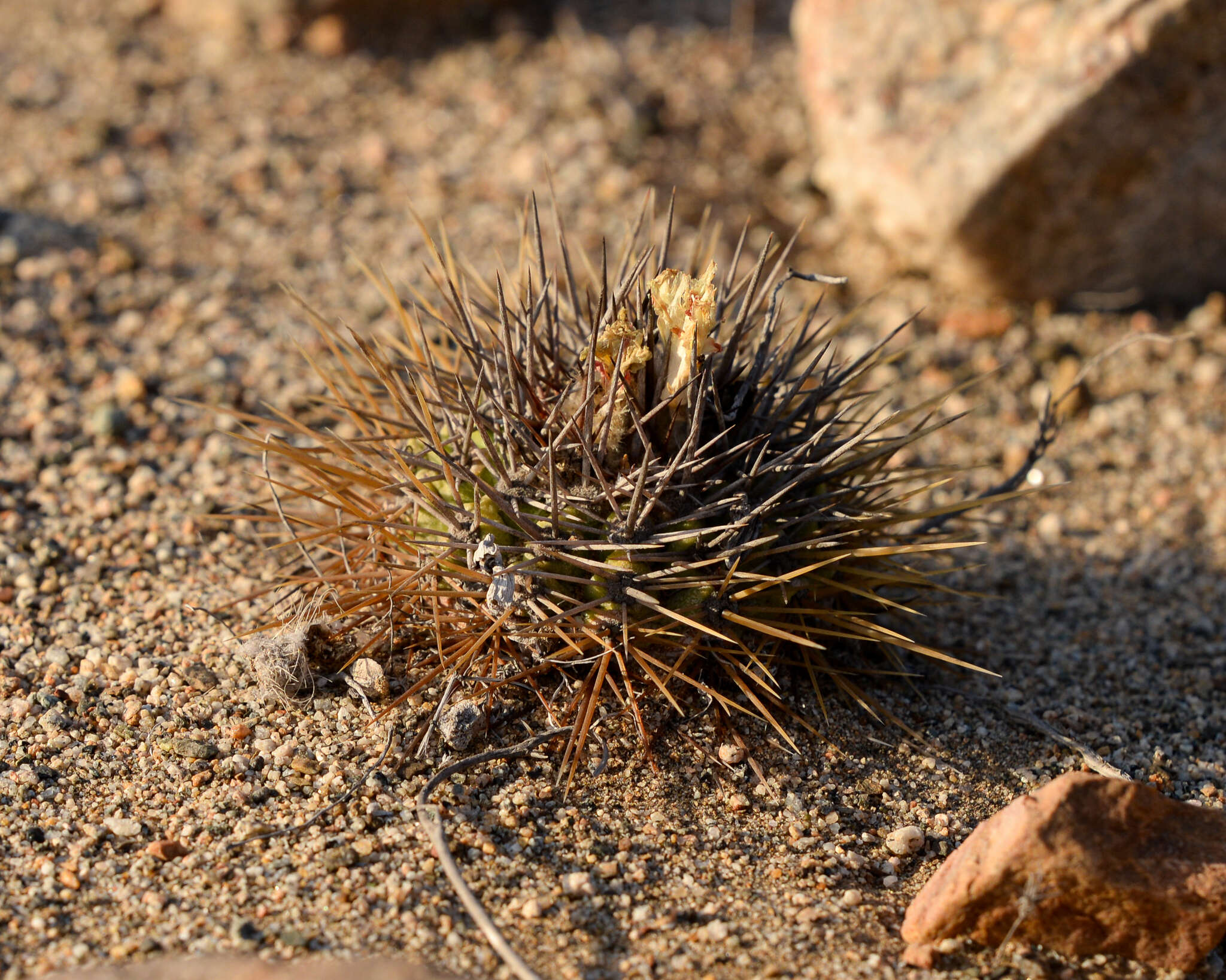 Image of Eriosyce taltalensis (Hutchison) Katt.