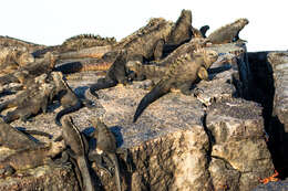 Image of marine iguana