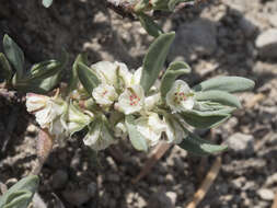 Image of Shasta knotweed