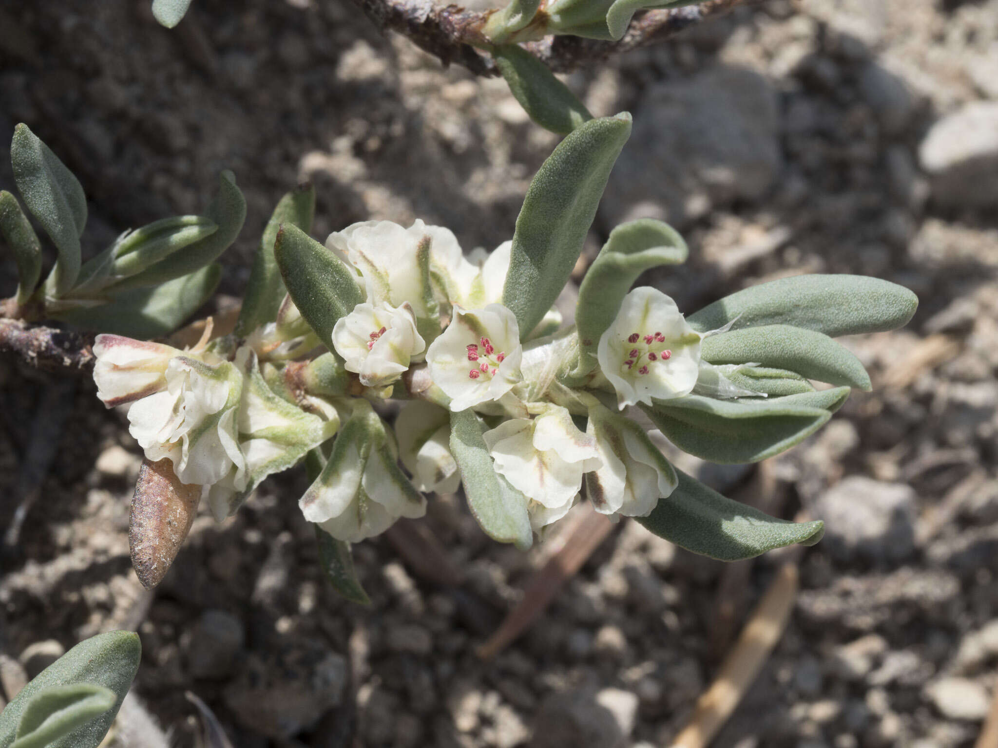 Plancia ëd Polygonum shastense Brewer ex A. Gray