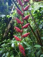 Image of Heliconia curtispatha Petersen