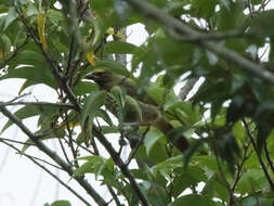 Image of Cinnamon-bellied Saltator