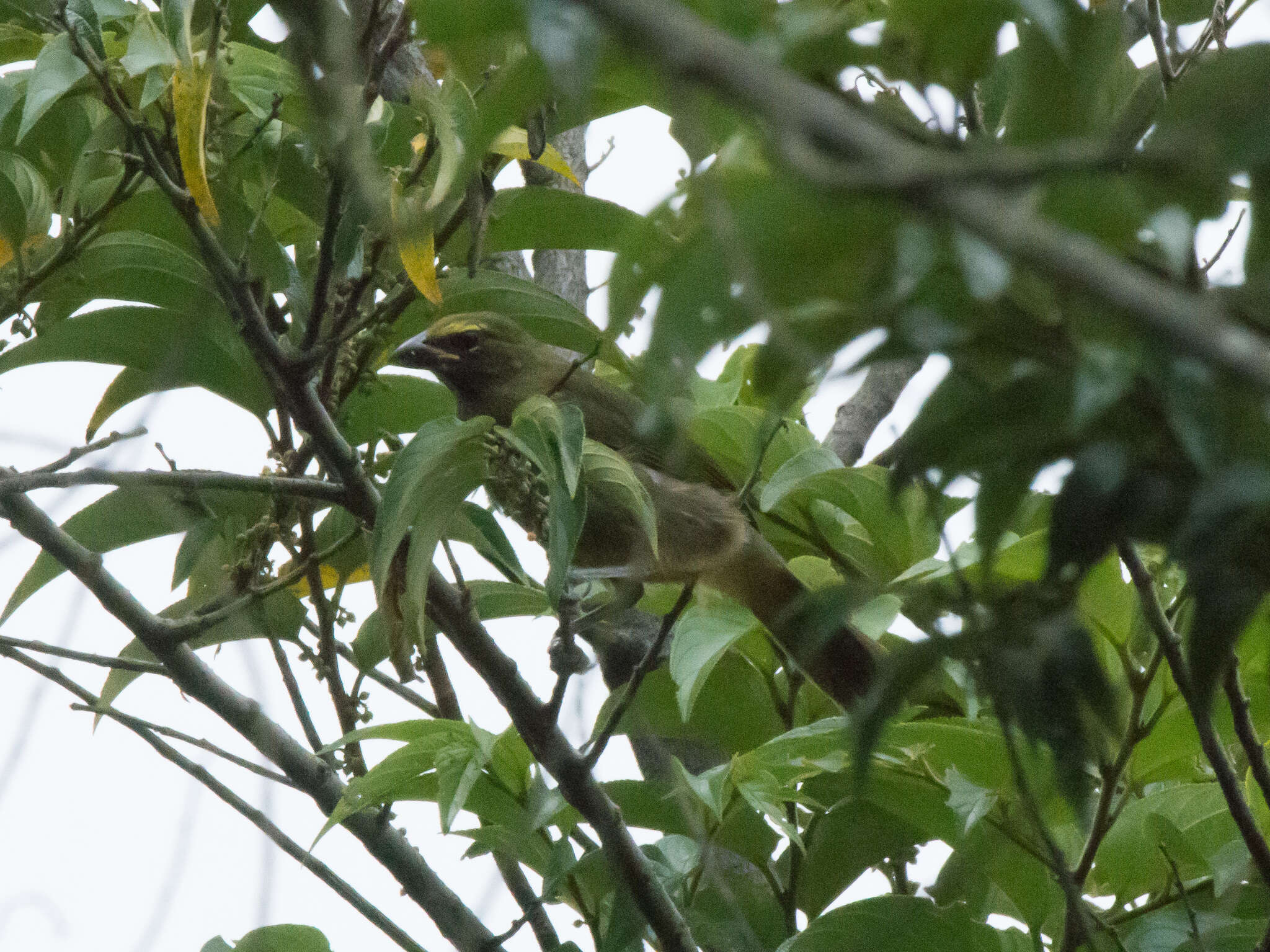 Image of Cinnamon-bellied Saltator