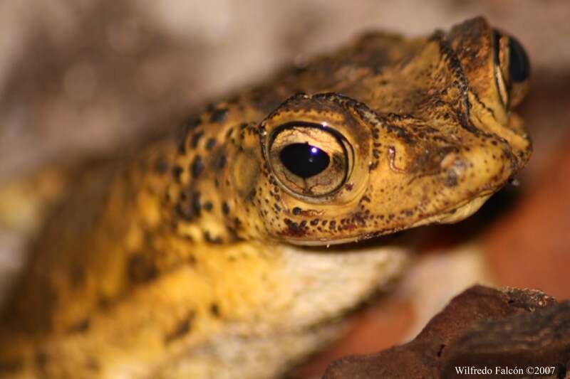 Image of Puerto Rican crested toad