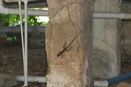 Image of Grenada tree anole