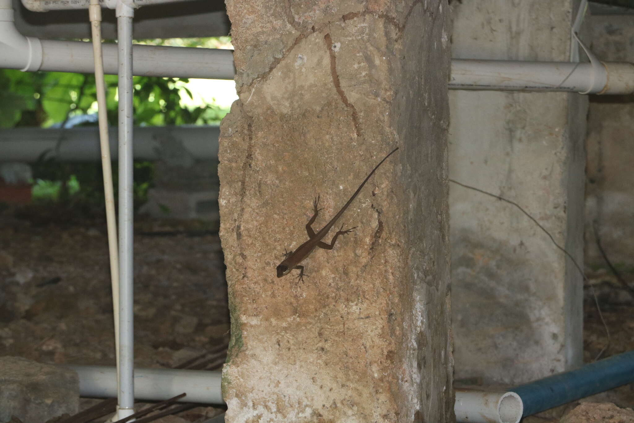 Image of Grenada tree anole