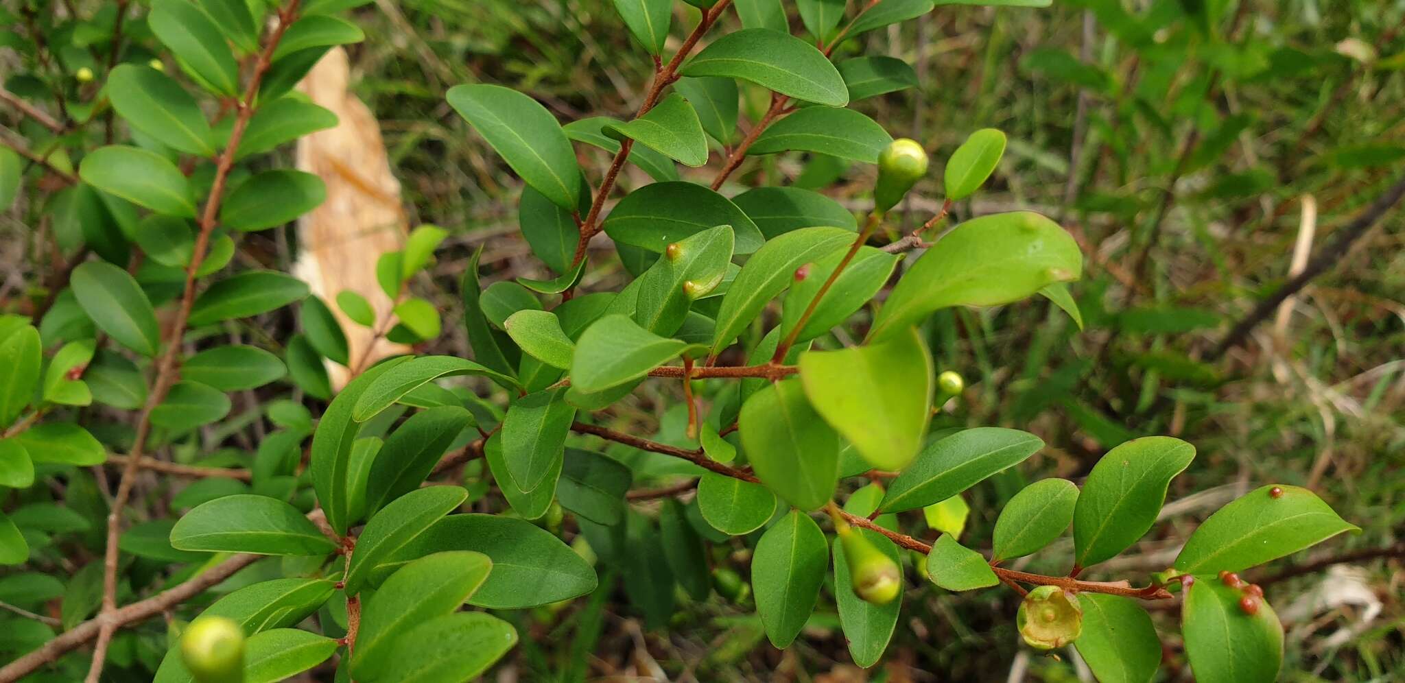 Image of Pilidiostigma rhytisperma (F. Müll.) Burret