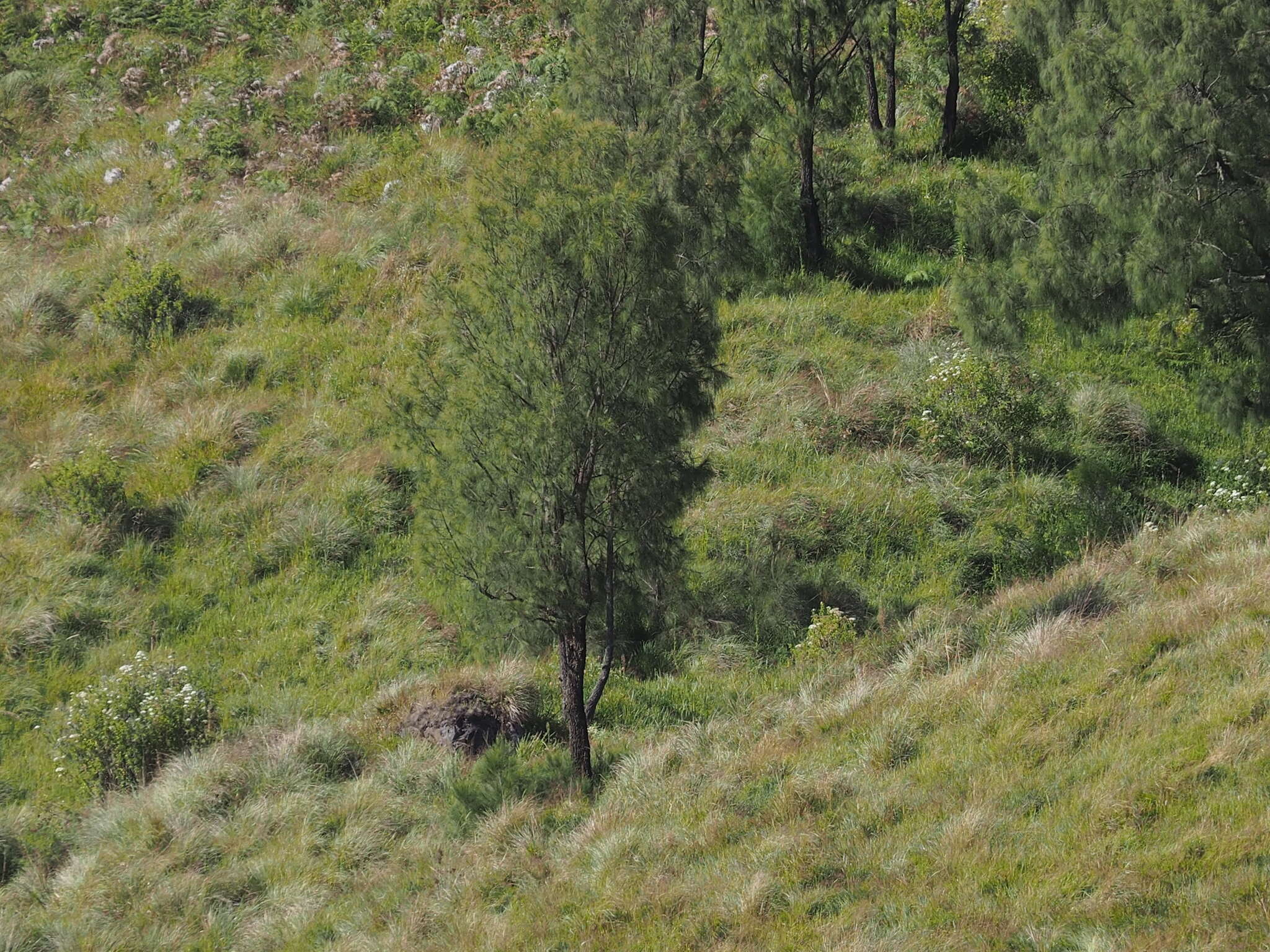 Image of Casuarina junghuhniana Miq.