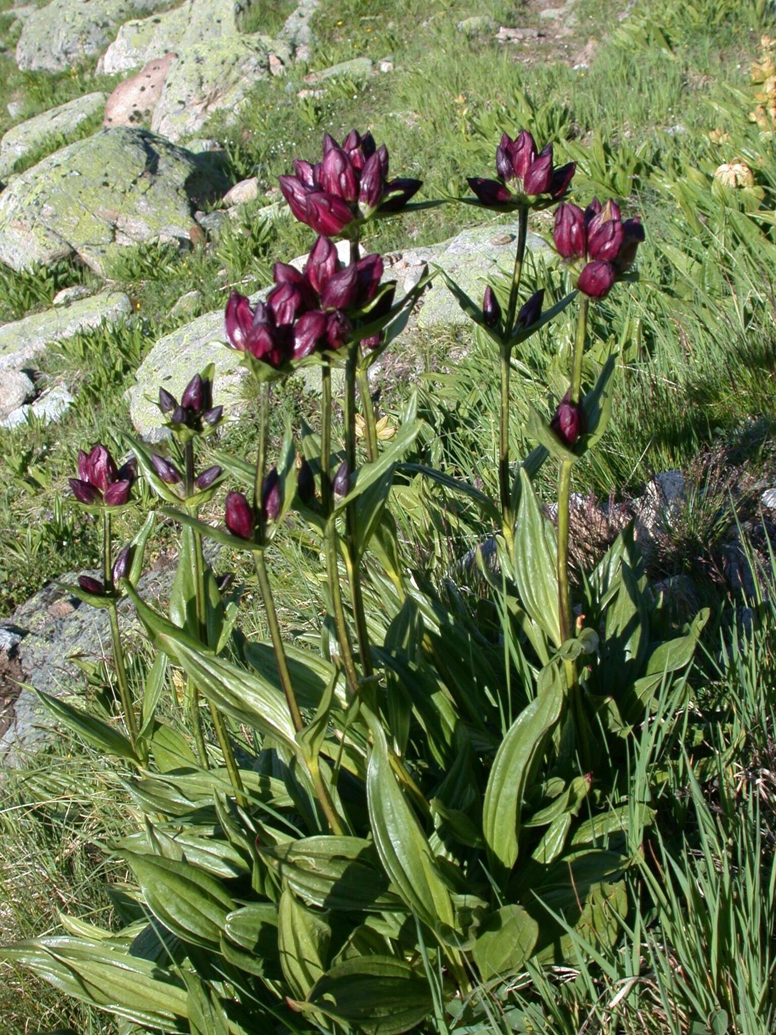 Image of Gentiana purpurea L.