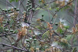 Image of Indigo-capped Hummingbird