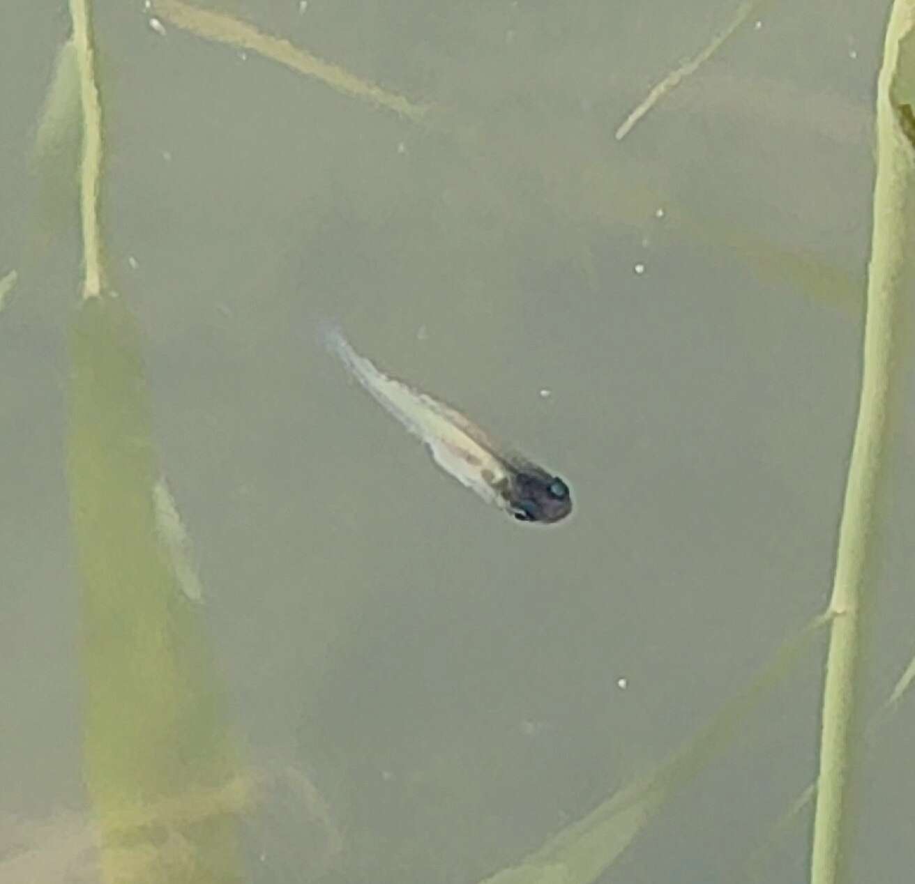 Image of Big Bend Gambusia