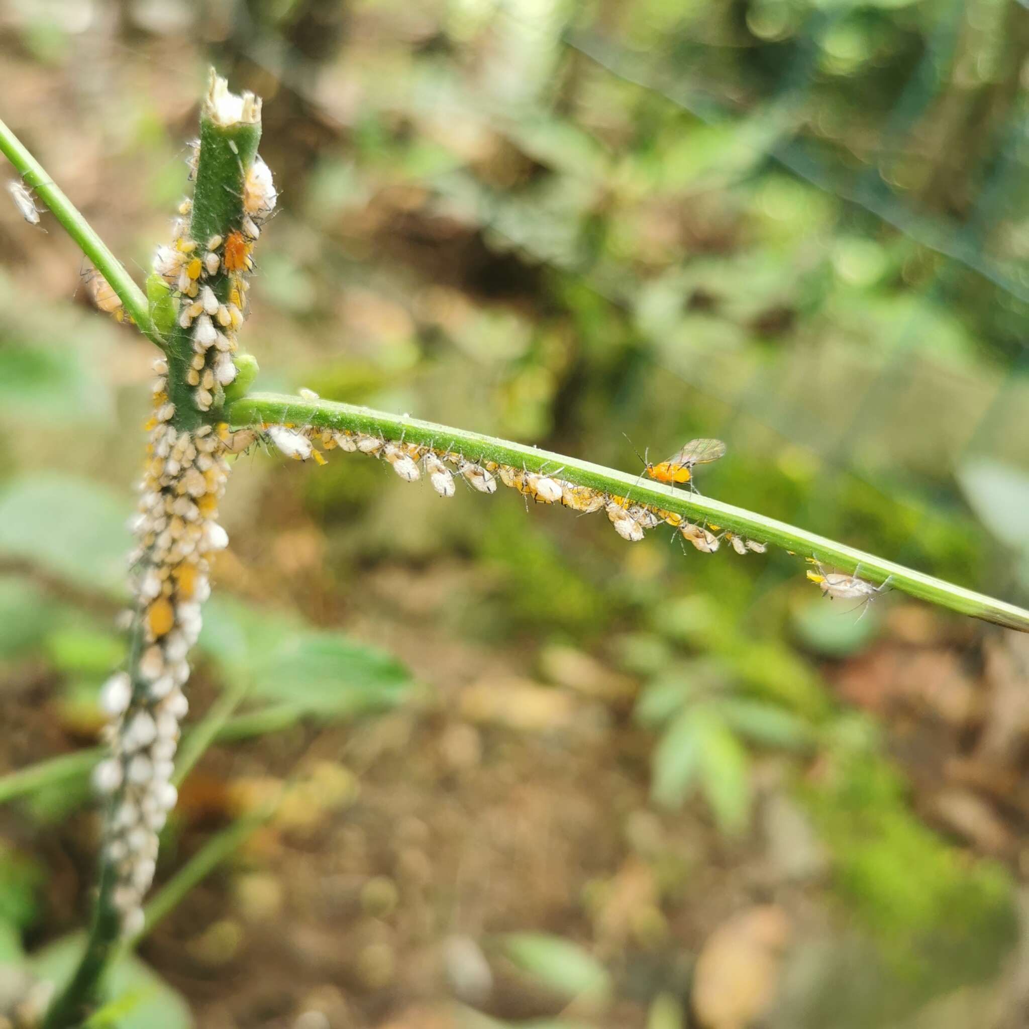 Image of Indomegoura indica (van der Goot 1916)