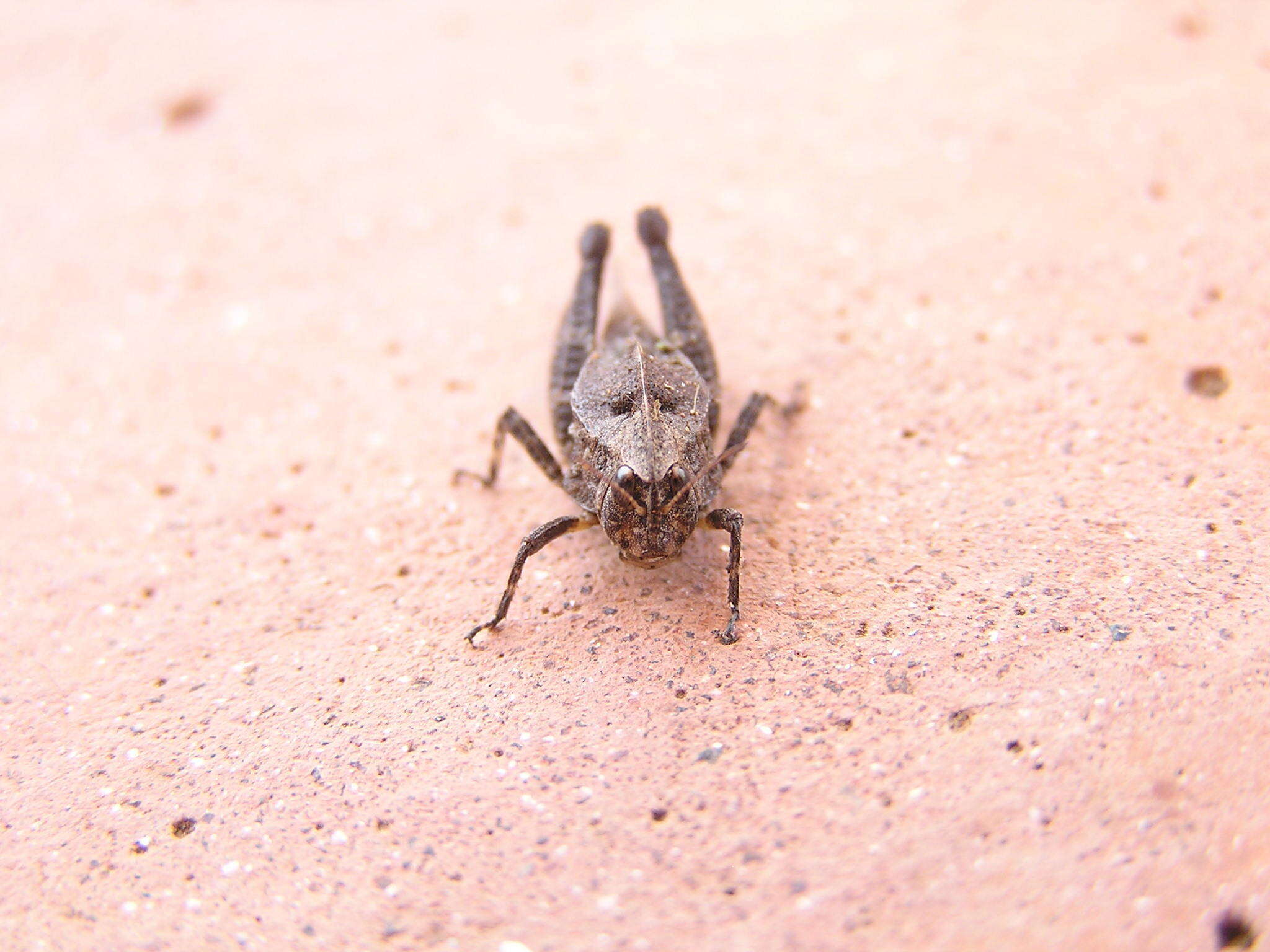 Image of Phloeonotus humilis (Gerstaecker 1869)