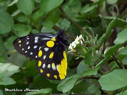 Image of hill jezebel
