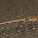 Image of Goan Day Gecko