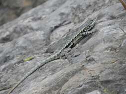 Sceloporus couchii Baird 1859的圖片