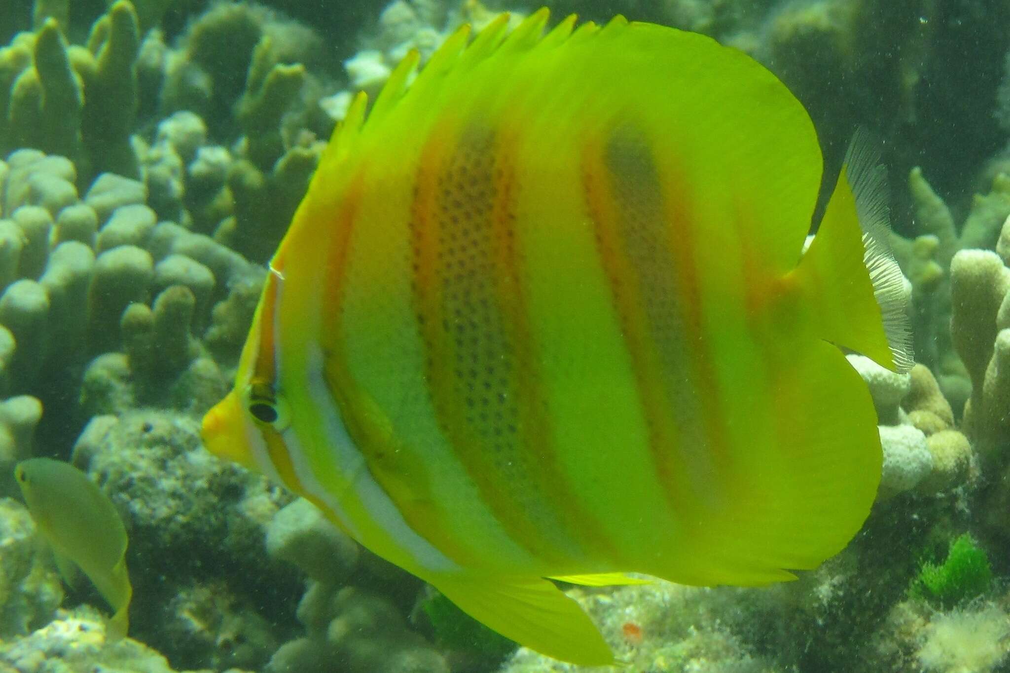 Image of Rainford's Butterflyfish