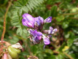 Image of Oxytropis neglecta Ten.