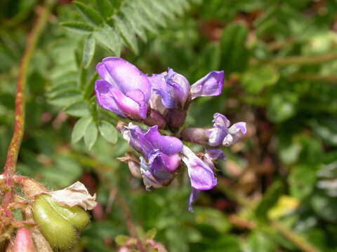 Image of Oxytropis neglecta Ten.