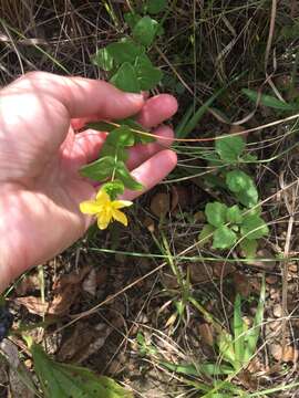 Imagem de Hypericum aethiopicum Thunb.