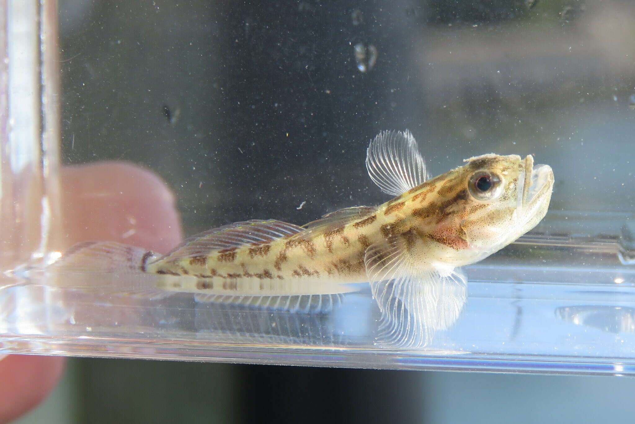 Image of Clown goby