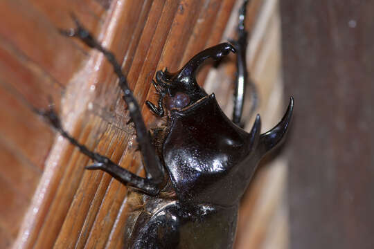 Image of Chalcosoma atlas mantetsu Nagai 2004