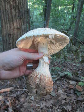 Plancia ëd Amanita daucipes (Sacc.) Lloyd 1898