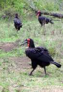 Image of Southern Ground Hornbill