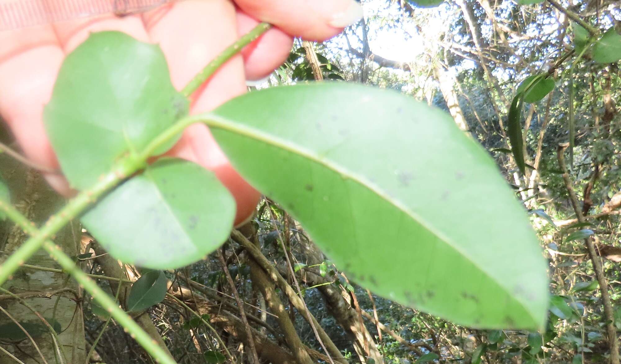 Plancia ëd Rhoicissus sessilifolia E. Retief