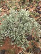 Image of Wool bush