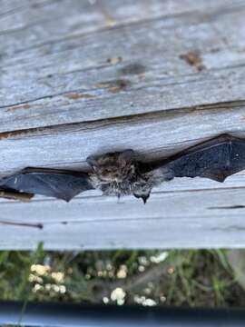 Image of Little Forest Bat