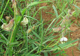 Image of Crotalaria burkeana Benth.