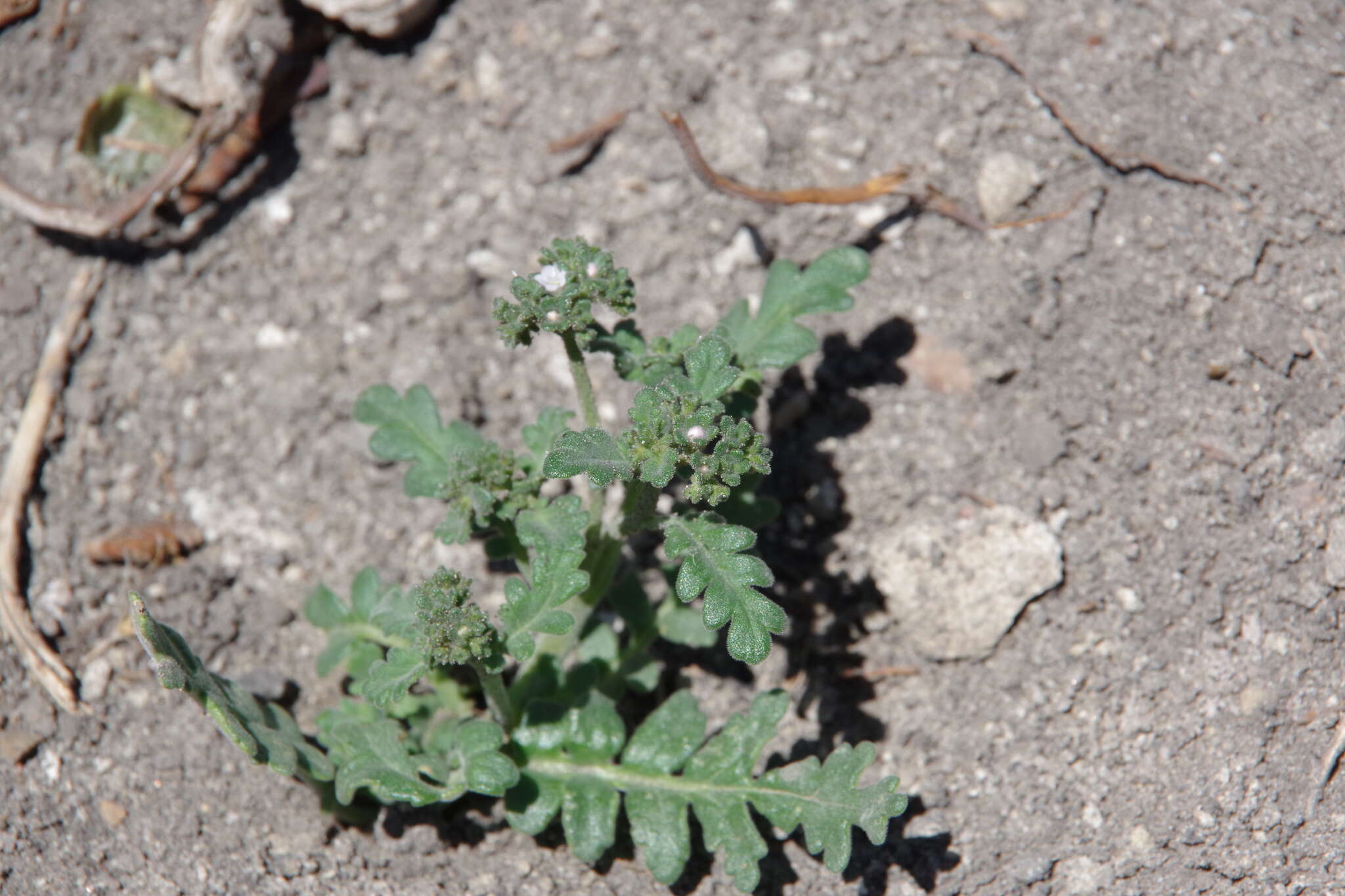 Image de Phacelia ivesiana Torr.