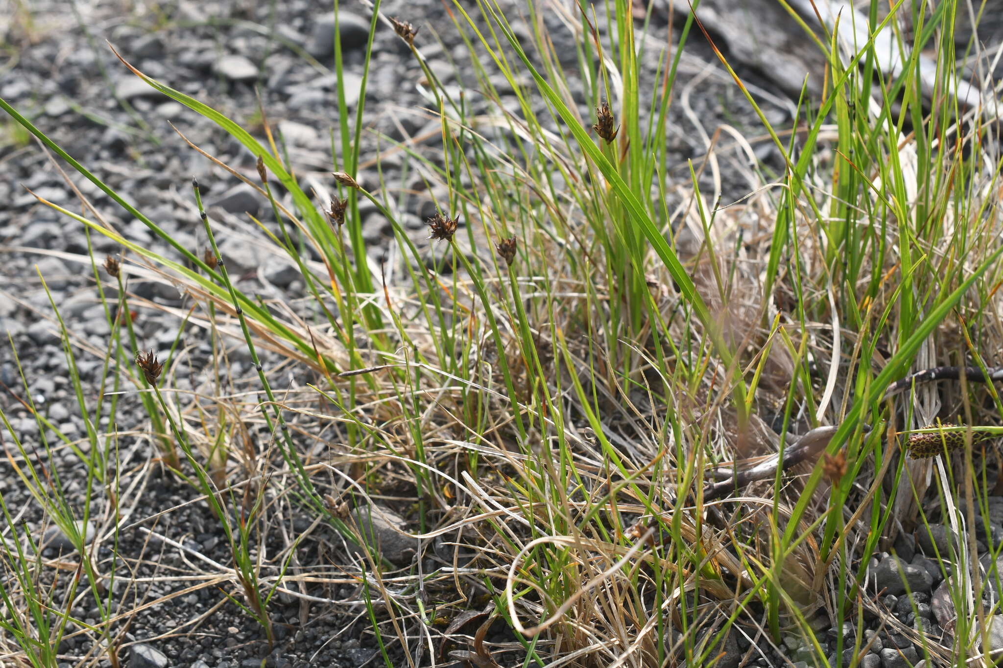 Carex maritima Gunnerus resmi