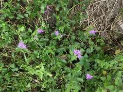 Imagem de Glandularia maritima (Small) Small