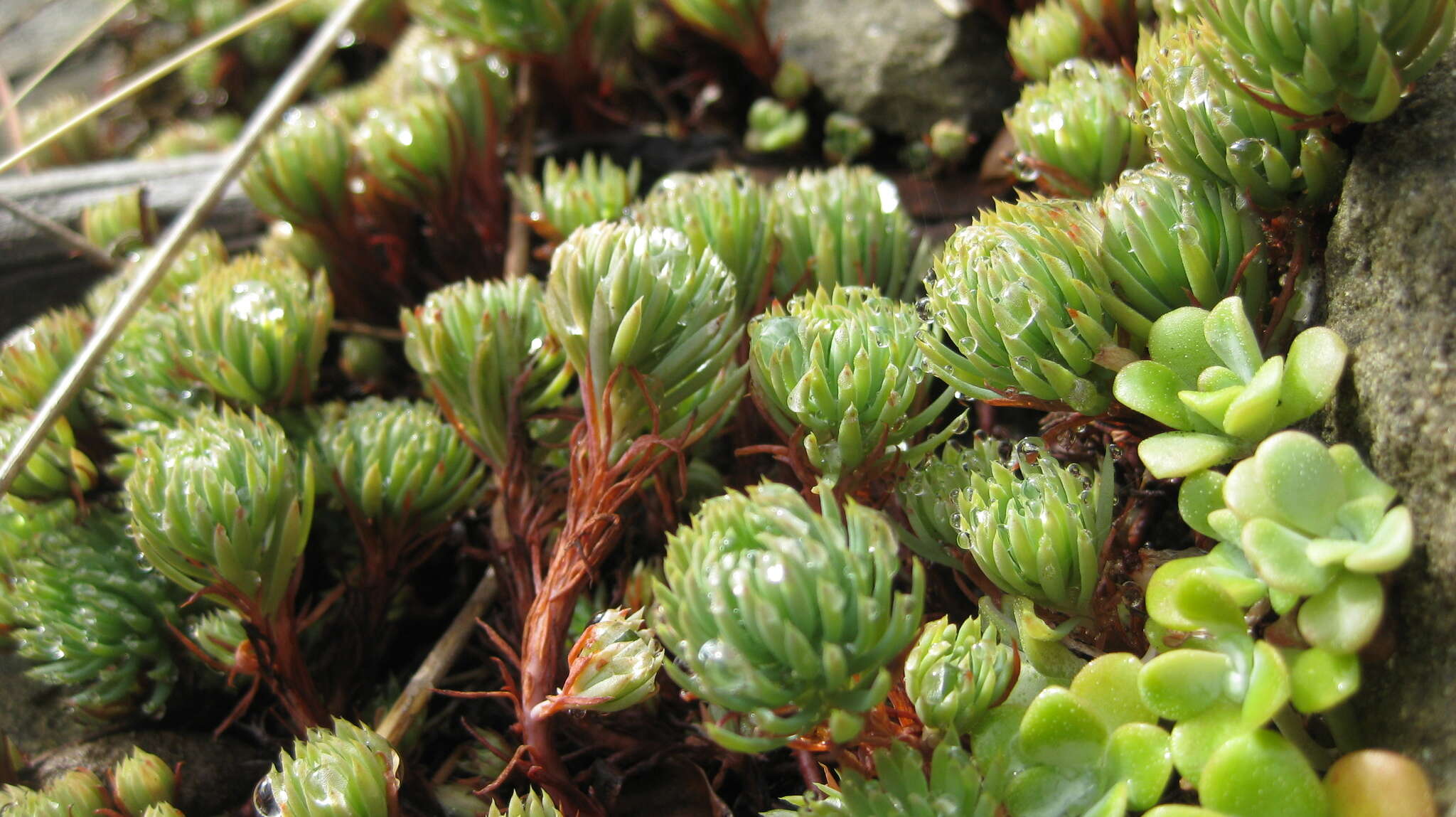 Слика од Petrosedum forsterianum (Sm.) V. Grulich