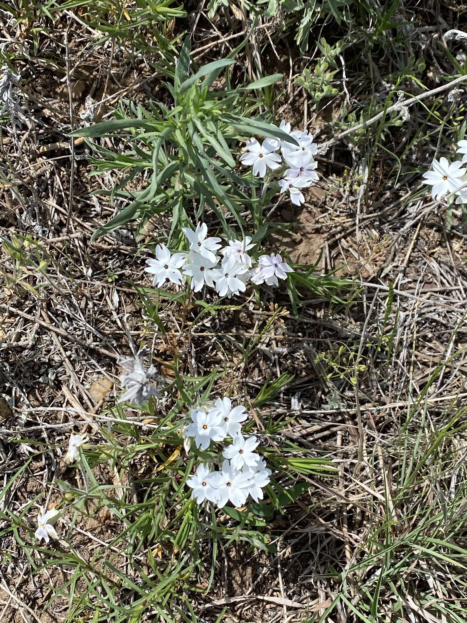 Image of Oklahoma phlox