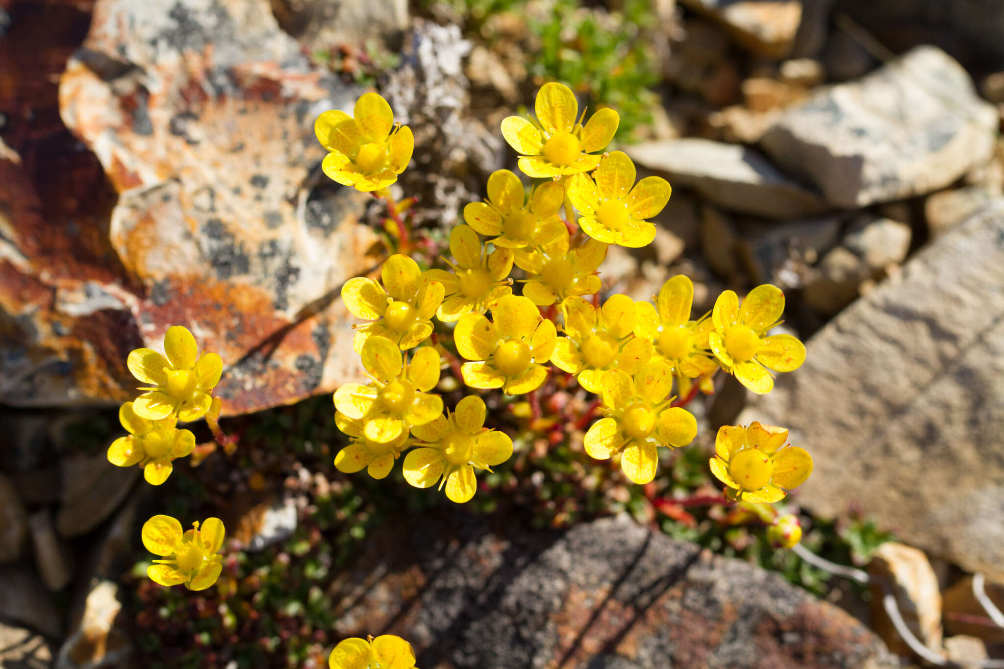 Слика од Saxifraga serpyllifolia Pursh