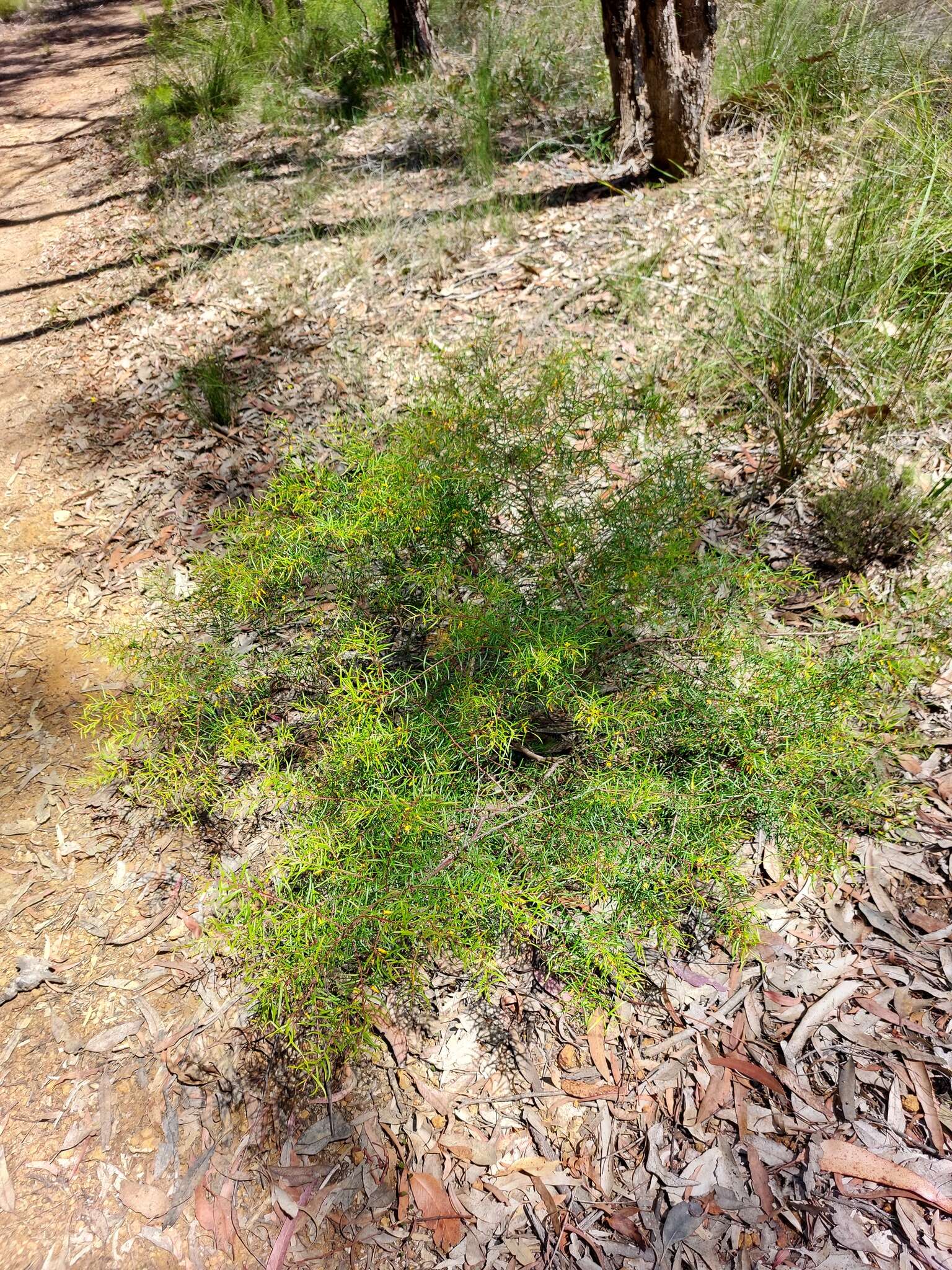 Plancia ëd Persoonia nutans R. Br.