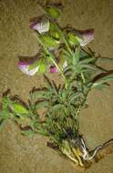 Image of Crotalaria burkeana Benth.