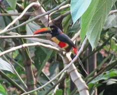 Image of Fiery-billed Aracari