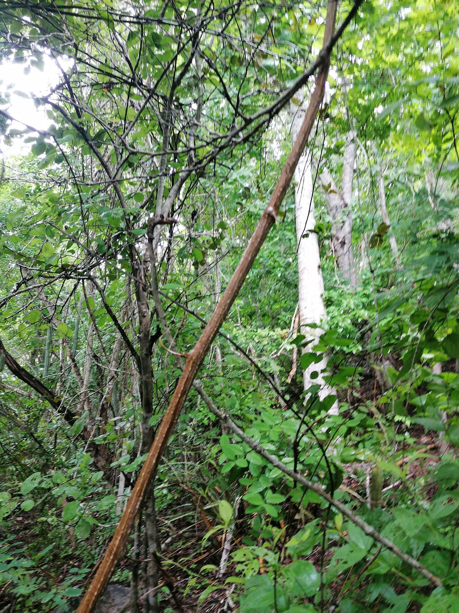 Ibervillea hypoleuca (Standl.) C. Jeffrey resmi