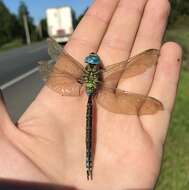 Image of Green Hawker