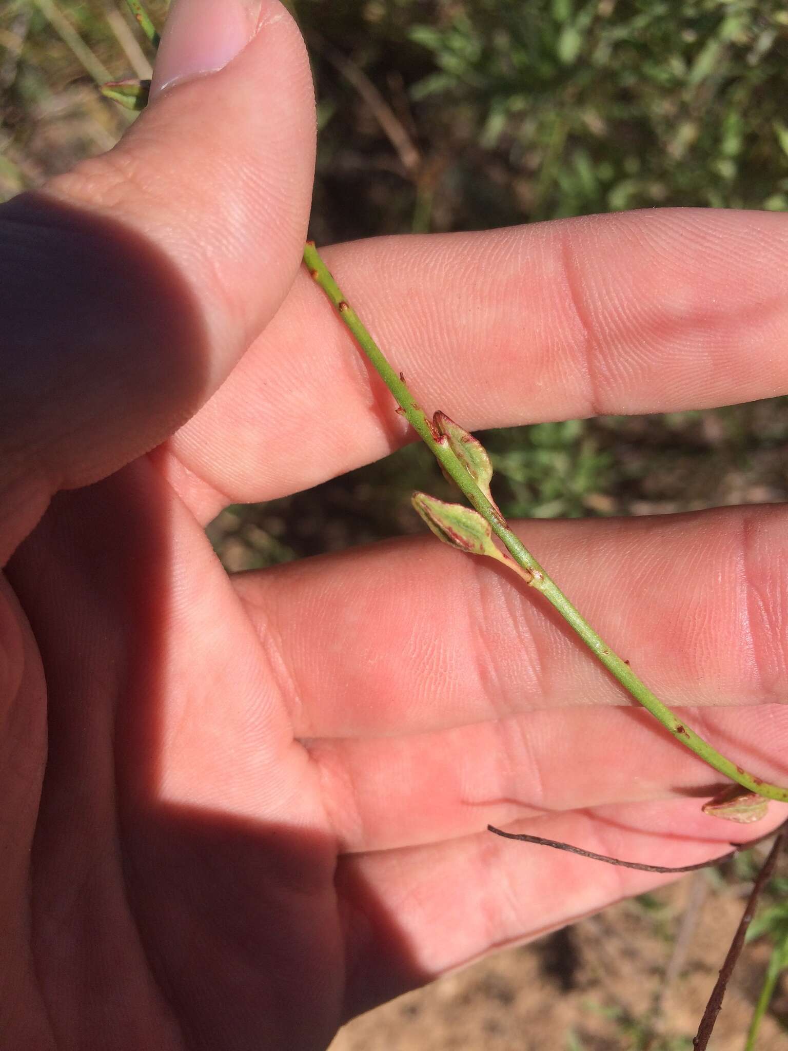 Oenothera cinerea (Wooton & Standl.) W. L. Wagner & Hoch的圖片